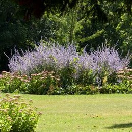 Perovskia 'Blue Spire' - Russische Salie