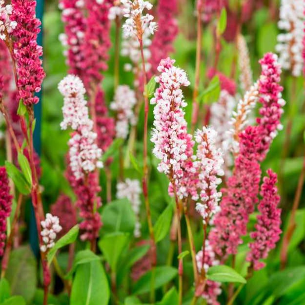 Persicaria aff. 'Darjeeling Red' - Duizendknoop