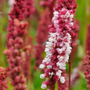 Persicaria aff. 'Darjeeling Red' - Duizendknoop