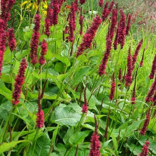 Persicaria amp. 'Dark Red' - Duizendknoop