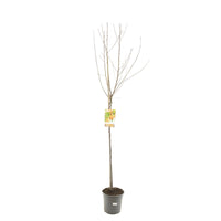 Prunus persica  - Perzik halfstam