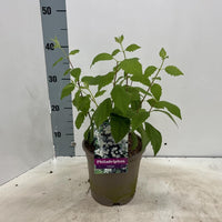 Philadelphus 'Virginal' – Boerenjasmijn in pot