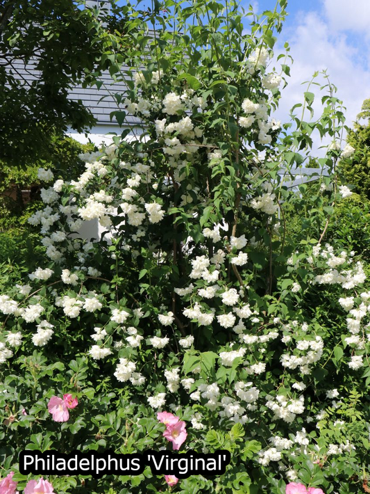 Haagpakket in pot 'Zomermix' - Pakket voor 5 meter