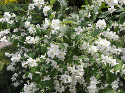 Philadelphus coronarius - Boerenjasmijn haag blote wortel