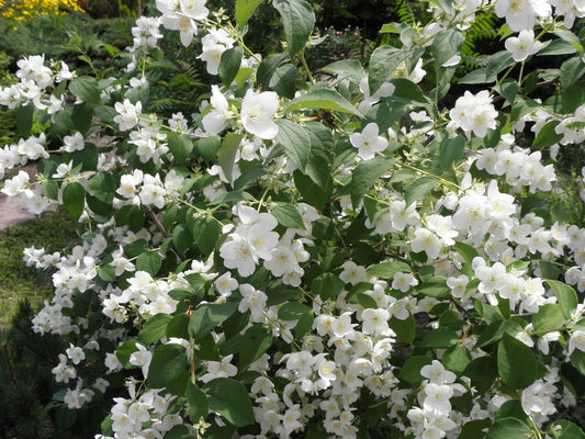 Philadelphus coronarius - Boerenjasmijn haag blote wortel