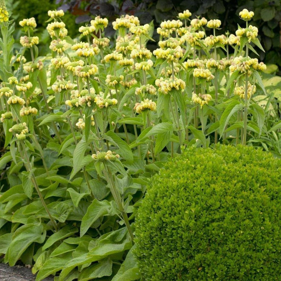 Phlomis russeliana - Etagebloem