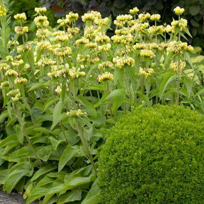 Phlomis russeliana - Etagebloem