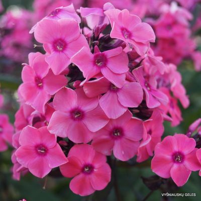 Bloeiende roze phlox met zachte, gestapelde bloemblaadjes en donkerrode centra, perfect voor tuinversiering. Zichtbare groene stengels en natuurlijke achtergrond versterken de bloemen.