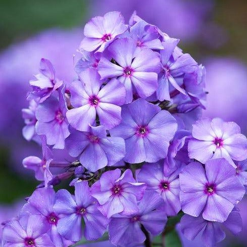Phlox (P) 'Blue Paradise' - Vlambloem