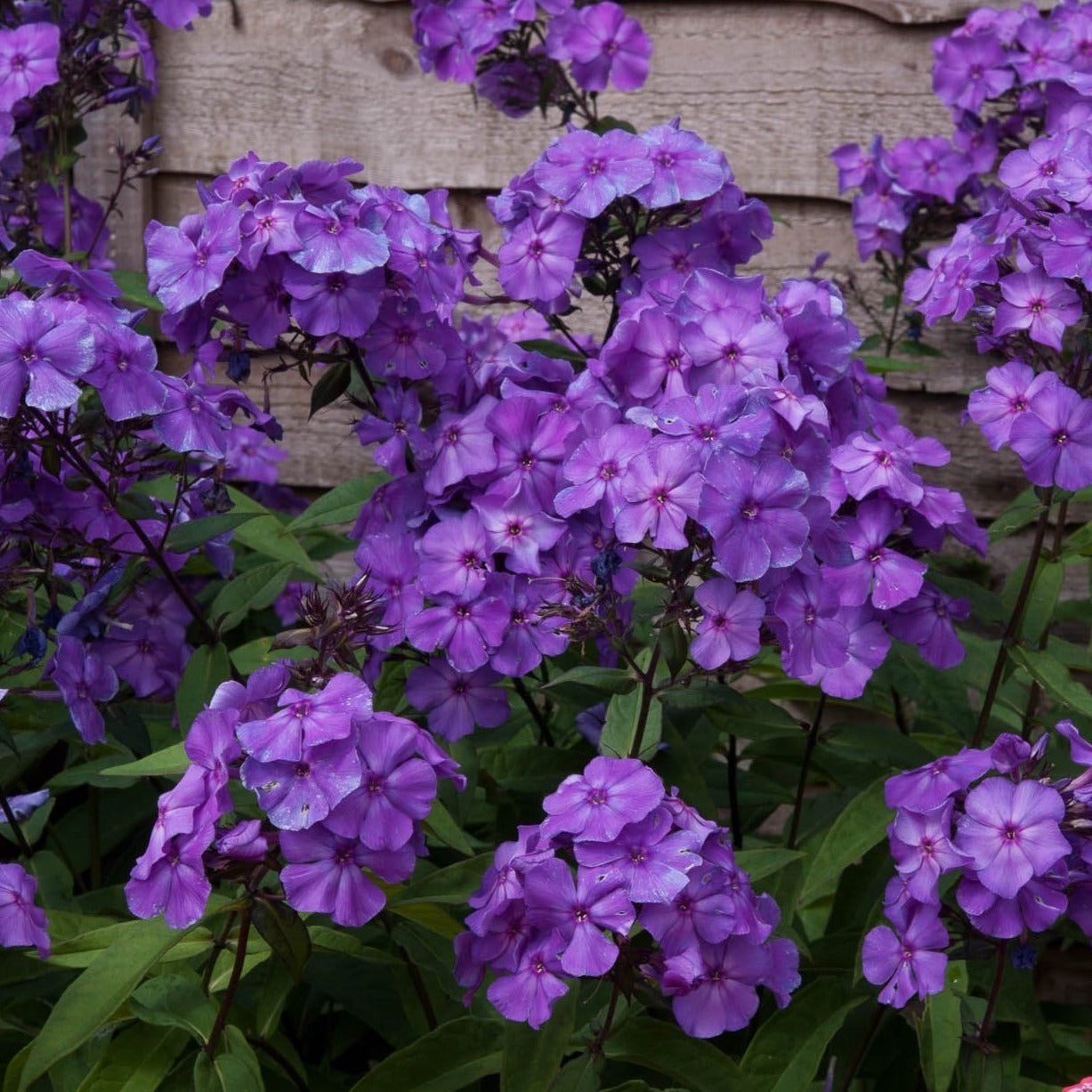 Phlox (P) 'Blue Paradise' - Vlambloem