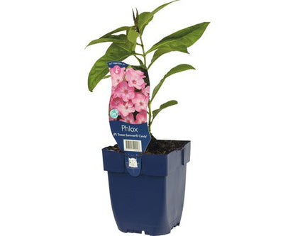 Phlox (P) Sweet Summer Candy - Vlambloem