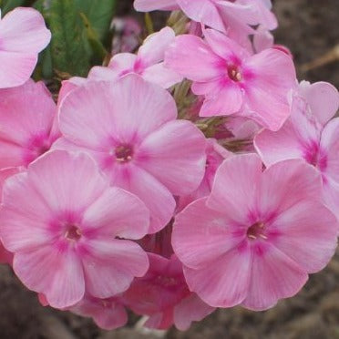 Phlox (P) Sweet Summer Fragrance - Roze Vlambloem