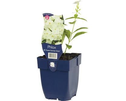 Phlox (P) Sweet Summer Snow -  Witte Vlambloem