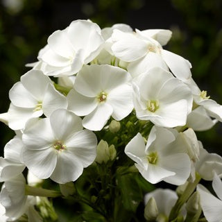 Een stralende bos witte bloemen met zachte, gestapelde bloemblaadjes en groene stengels, perfect voor een elegante binnenruimte of als decoratief element in een moderne tuin.