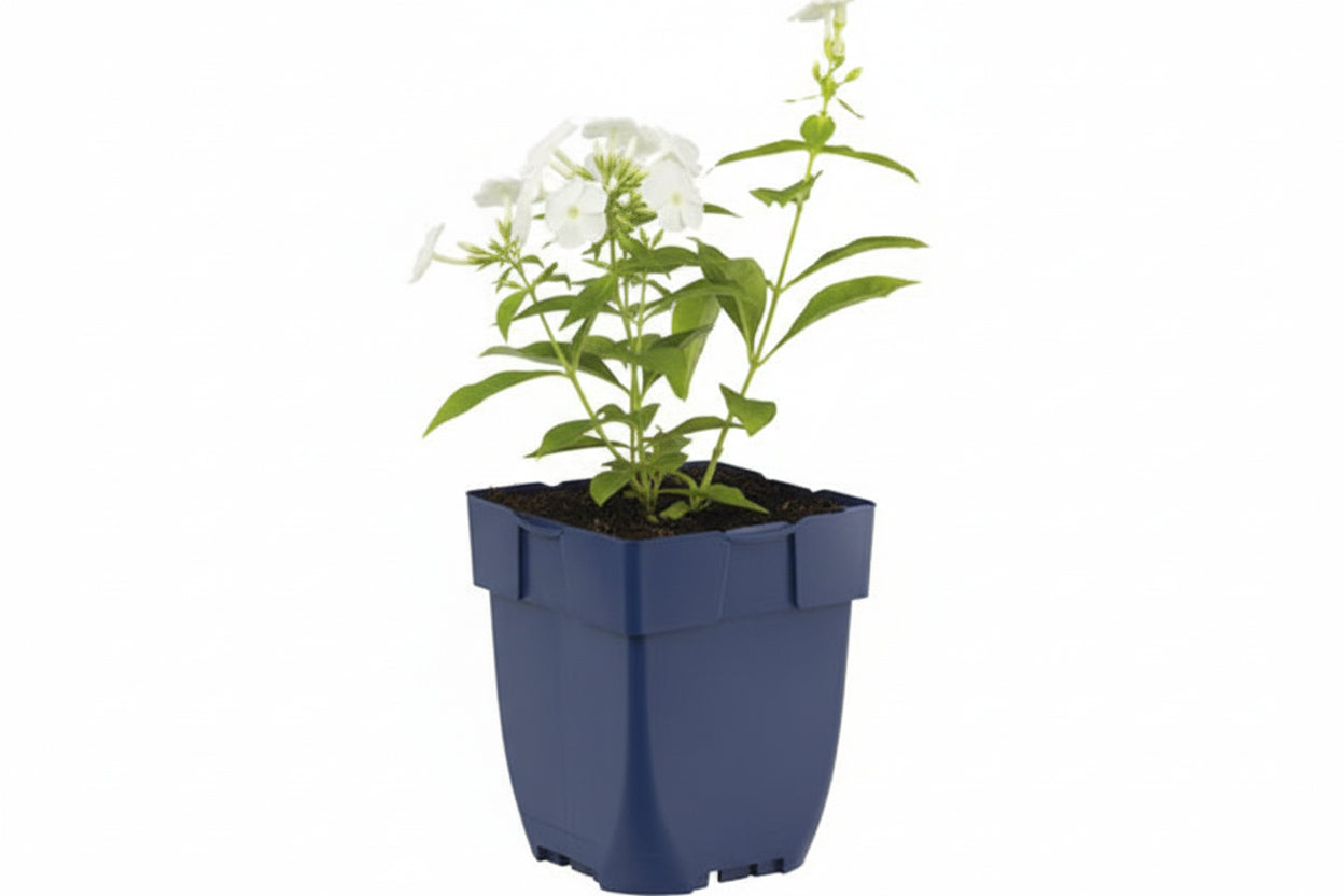 Phlox (P) Sweet Summer Snow -  Witte Vlambloem