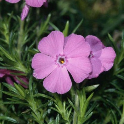 Phlox (S) 'MacDaniel's Cushion' - Vlambloem