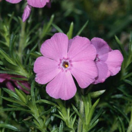 Phlox (S) 'MacDaniel's Cushion' - Vlambloem