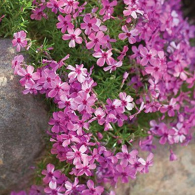 Phlox (S) 'MacDaniel's Cushion' - Vlambloem