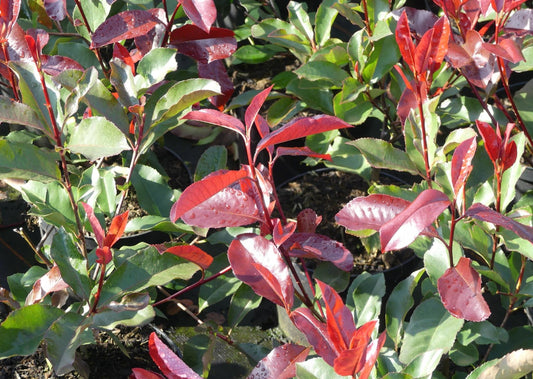 Photinia fraseri 'Camilvy' - Glansmispelhaag
