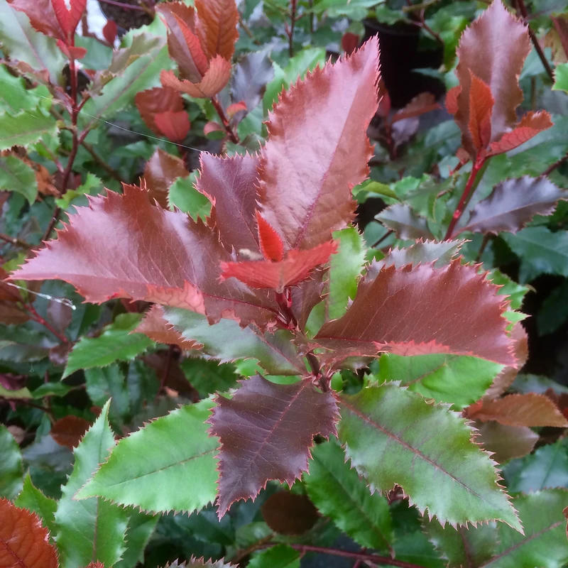 Photinia 'Magical Volcano' - Glansmispel