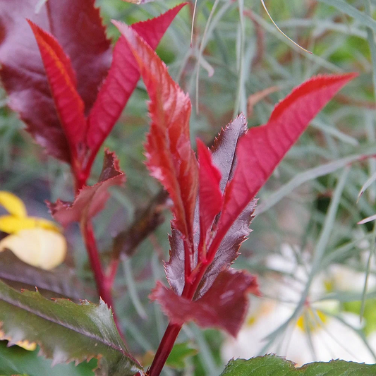 Photinia 'Magical Volcano' - Glansmispel