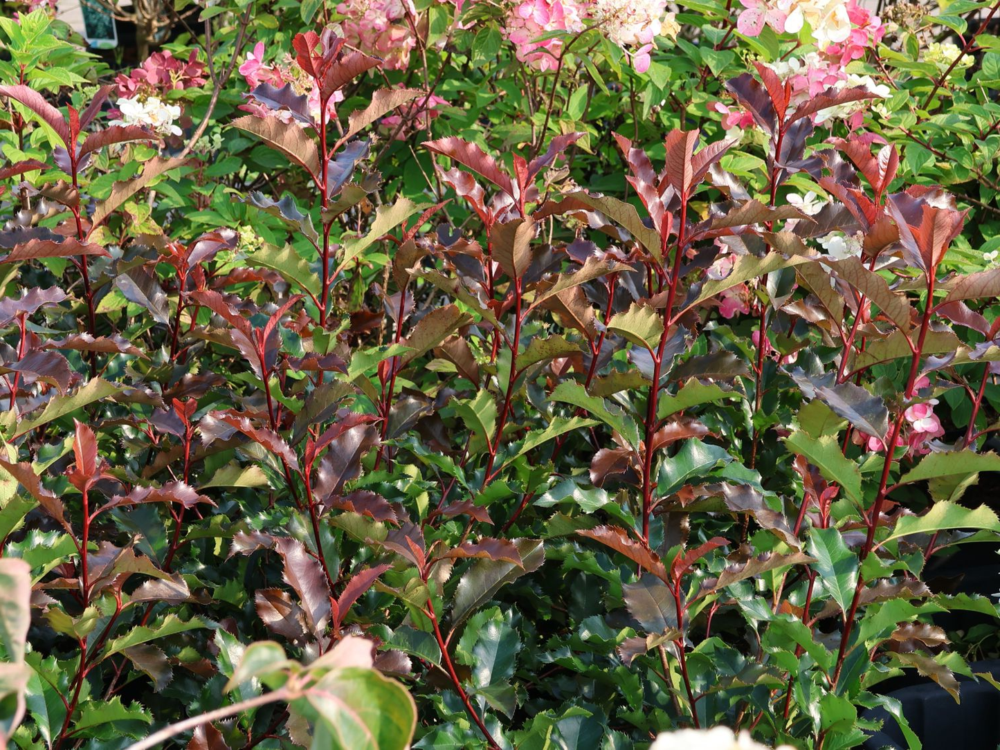 Photinia 'Magical Volcano' - Glansmispel