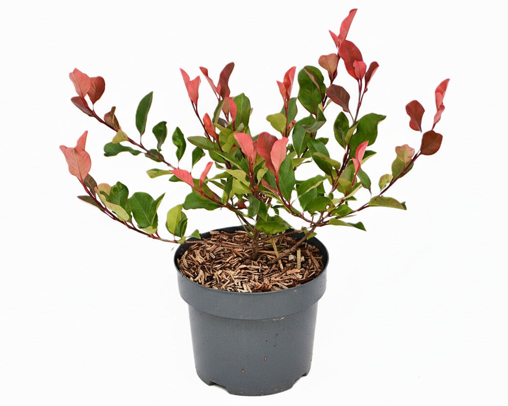 Photinia fraseri 'Little Red Robin' - Kleinblijvende Glansmispelhaag