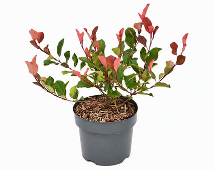 Photinia fraseri 'Little Red Robin' - Kleinblijvende Glansmispelhaag