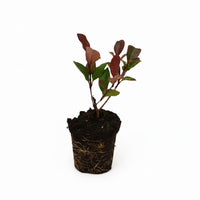 Photinia fraseri 'Little Red Robin' - Kleinblijvende Glansmispelhaag