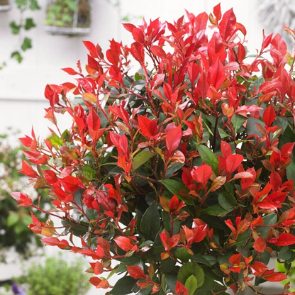 Photinia fraseri 'Little Red Robin' - Kleinblijvende Glansmispelhaag
