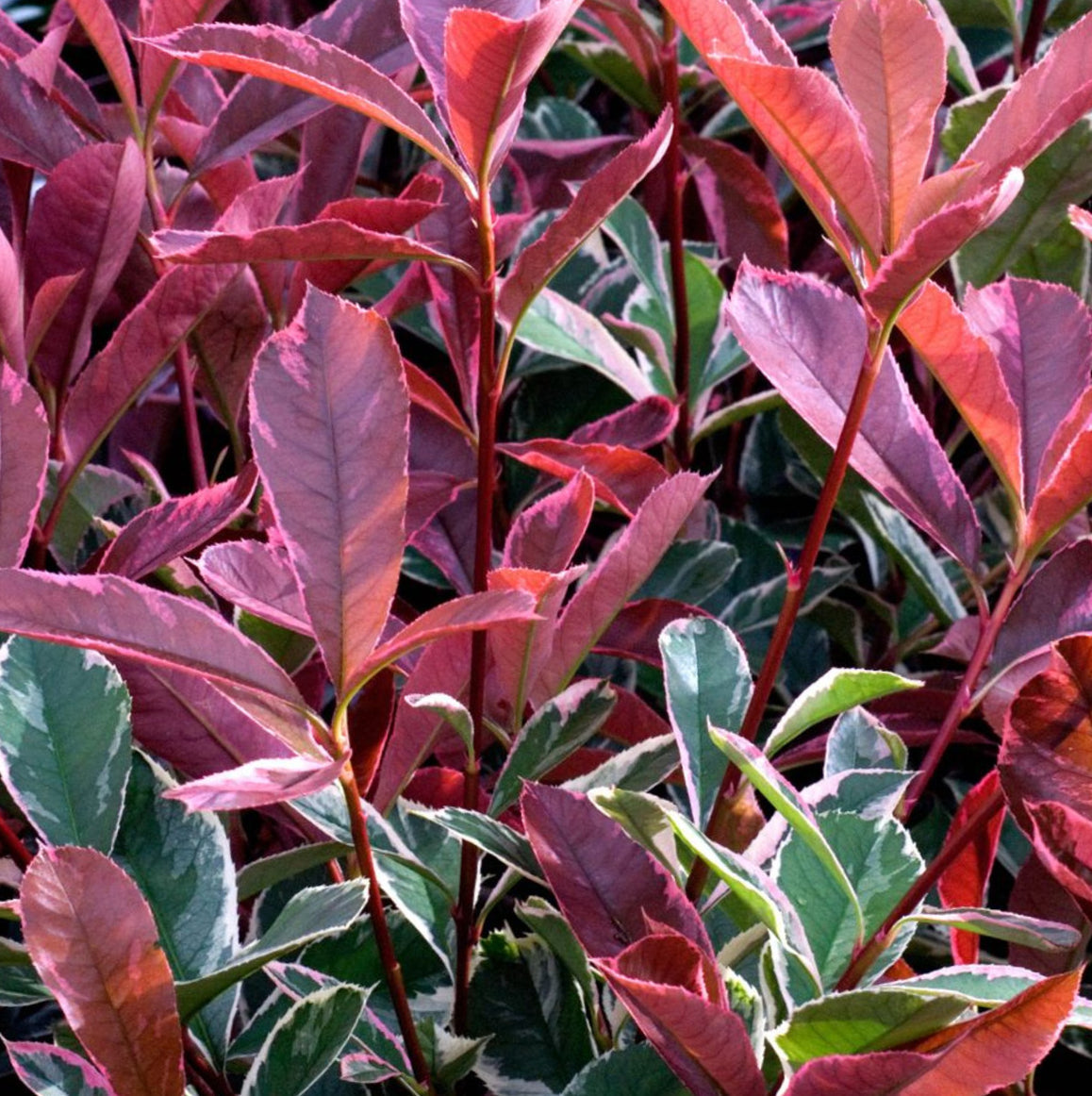 Photinia fraseri 'Pink Marble' - Glansmispelhaag