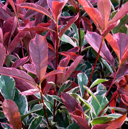 Photinia fraseri 'Pink Marble' - Glansmispelhaag