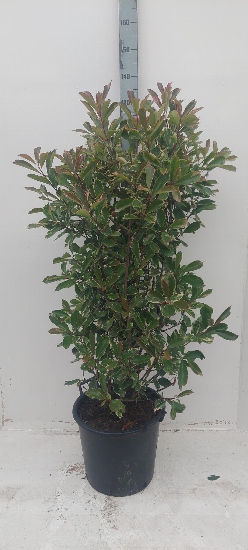 Photinia fraseri 'Pink Marble' - Glansmispelhaag