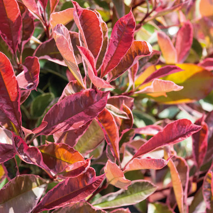 Photinia fraseri 'Pink Marble' - Glansmispelhaag
