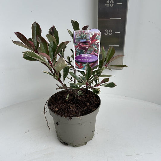 Photinia fraseri 'Pink Marble' - Glansmispelhaag