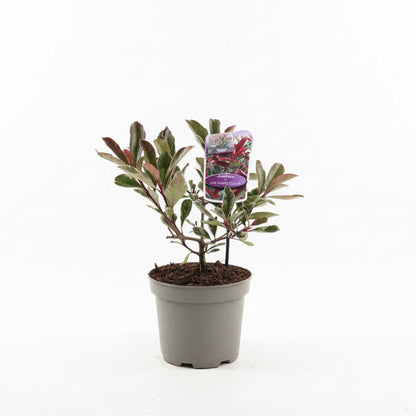 Photinia fraseri 'Pink Marble' - Glansmispelhaag