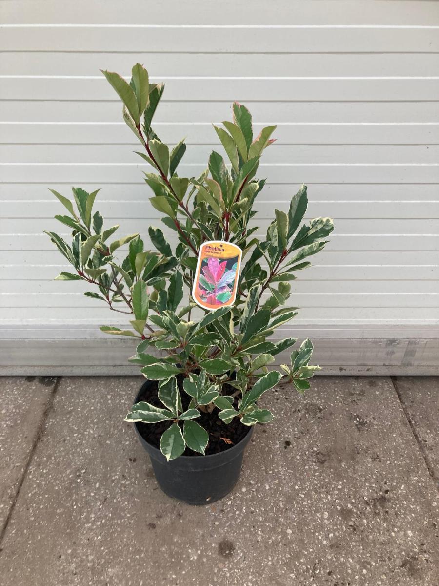 Photinia fraseri 'Pink Marble' - Glansmispelhaag