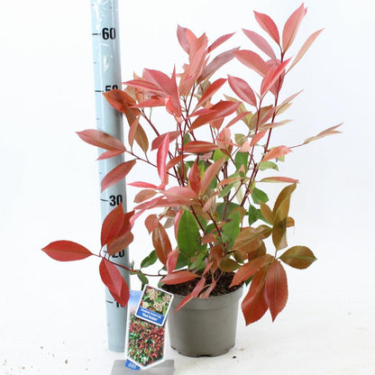 Photinia fraseri 'Red Robin' - Glansmispelhaag