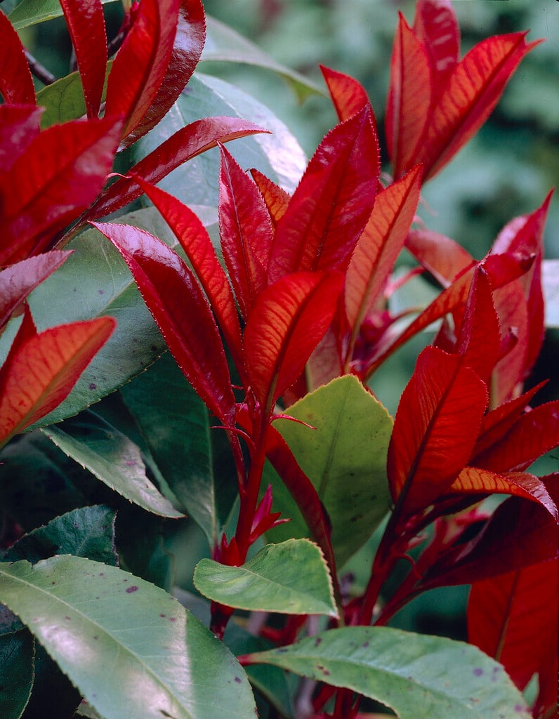 Photinia fraseri 'Red Robin' - Glansmispelhaag op stam