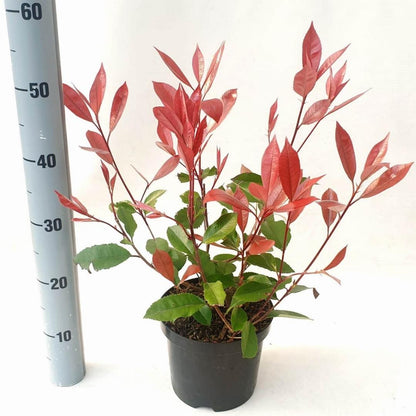 Photinia fraseri 'Red Robin' - Glansmispelhaag