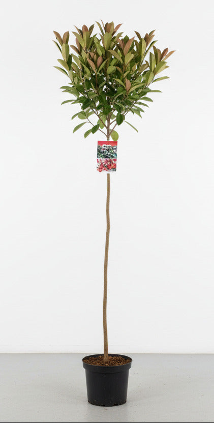 Photinia fraseri 'Red Robin' - Glansmispelhaag op stam