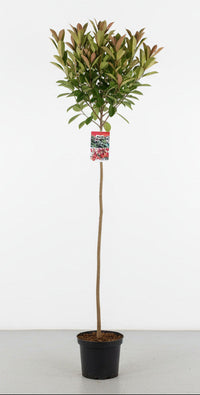 Photinia fraseri 'Red Robin' - Glansmispelhaag op stam