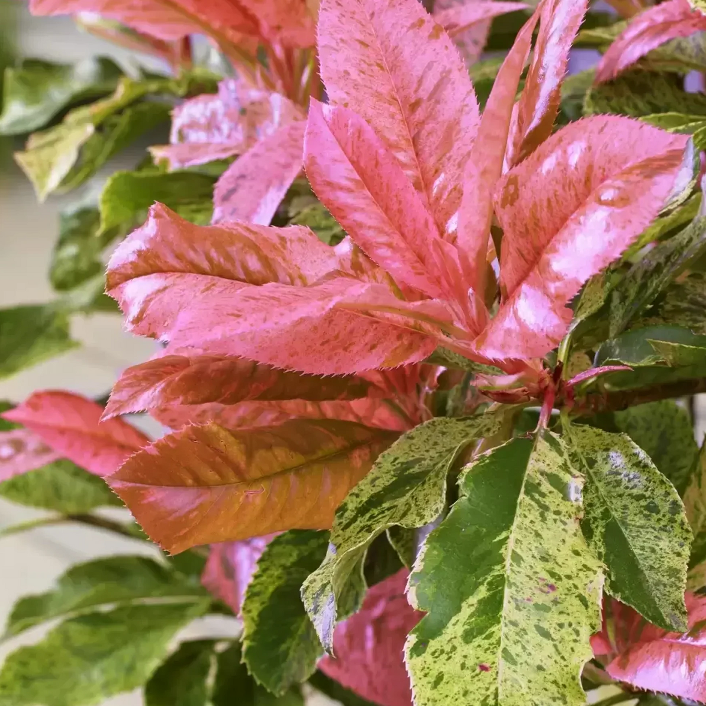 Photinia serratifolia 'Pink Crispy' - Bonte glansmispel