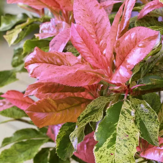 Photinia serratifolia 'Pink Crispy' - Bonte glansmispel