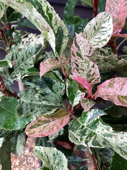 Photinia serratifolia 'Pink Crispy' - Bonte glansmispel