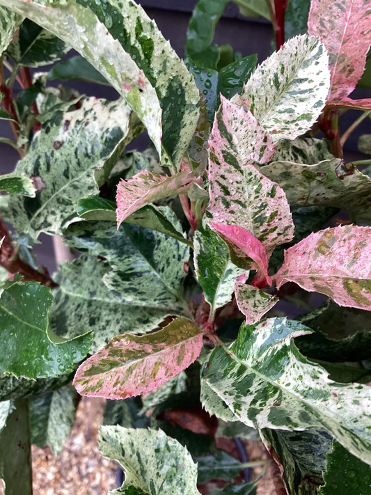 Photinia serratifolia 'Pink Crispy' - Bonte glansmispel