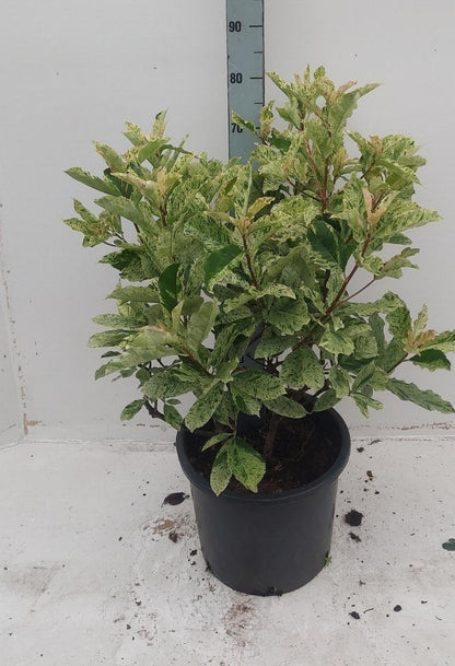 Photinia serratifolia 'Pink Crispy' - Bonte glansmispel