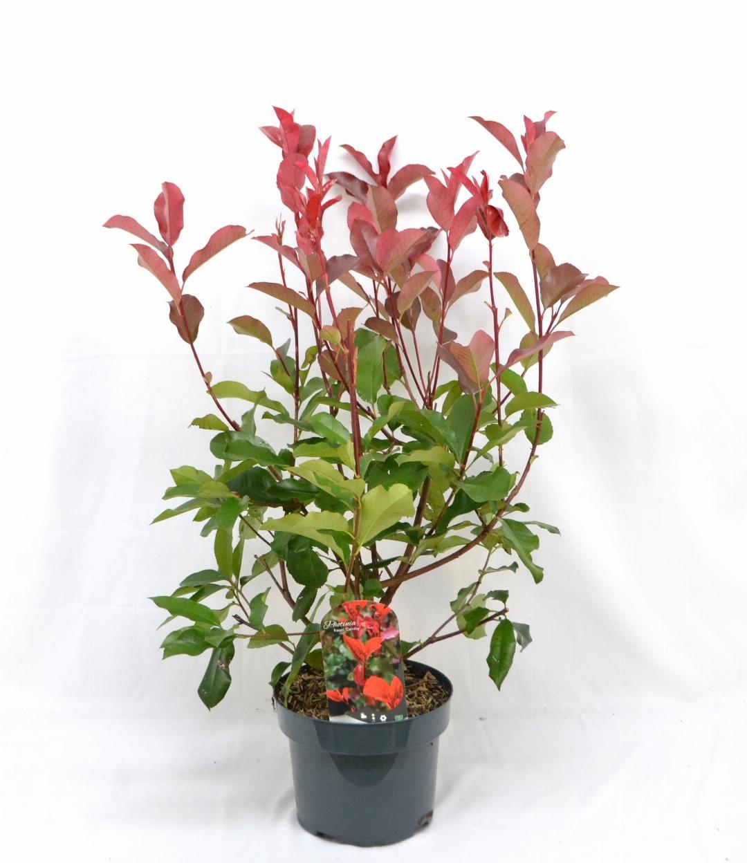 Photinia fraseri 'Camilvy' - Glansmispelhaag