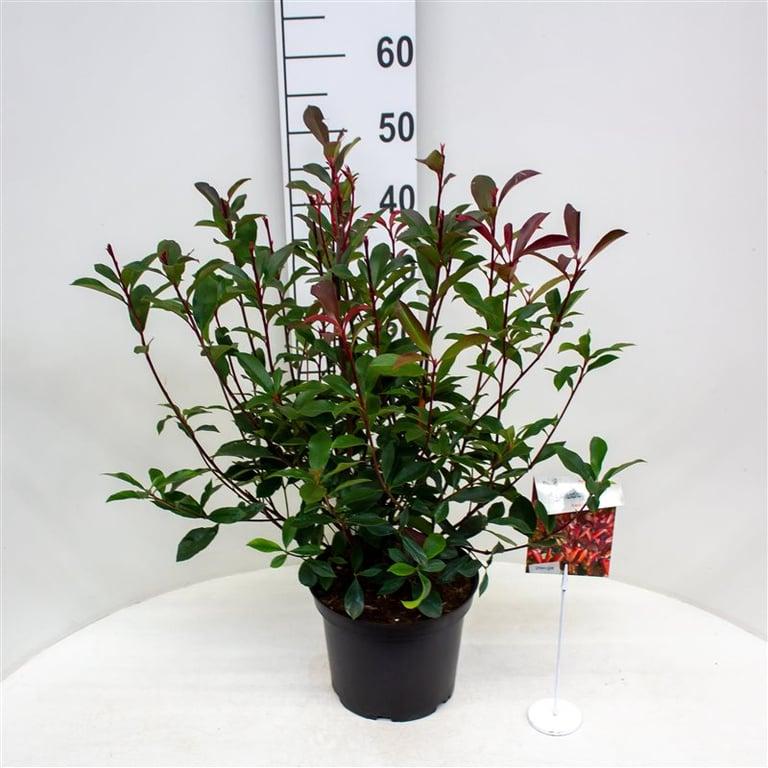Photinia fraseri 'Carré Rouge' - Glansmispelhaag