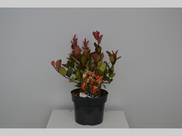 Photinia fraseri 'Little Red Robin' - Klein blijvende Glansmispelhaag
